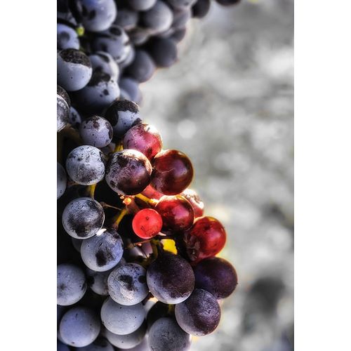 Yakima Valley Tempranillo grapes in the last stages of veraison-the ripening process